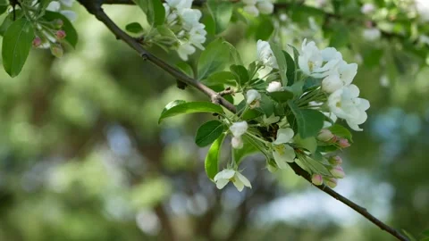 Blooming apple orchard in early spring. Video stock 170757584