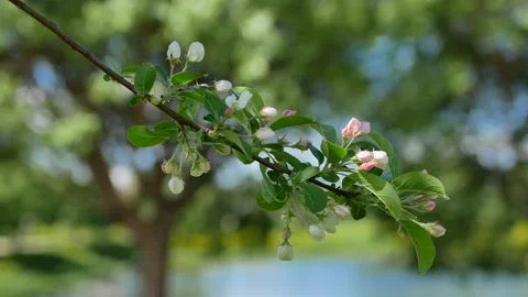 Blooming apple orchard in early spring. Video stock 170757601