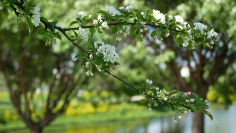 Blooming apple orchard in early spring. Video stock 170757918