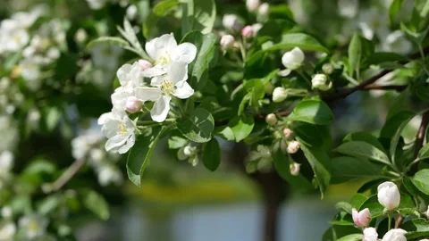 Blooming apple orchard in early spring. Stock Footage 170757996