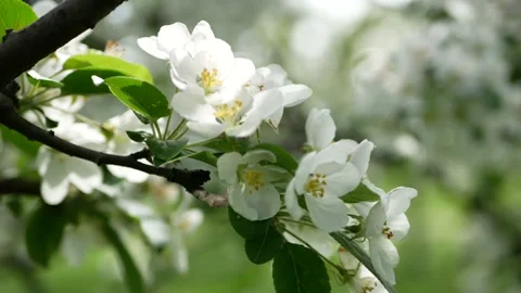 Blooming apple orchard in early spring. Stock Footage 197297421
