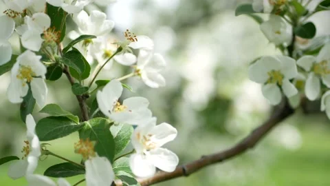 Blooming apple orchard in early spring. Video stock 201357899