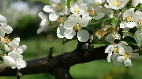 Blooming apple orchard in early spring. Vídeo Stock 201357930