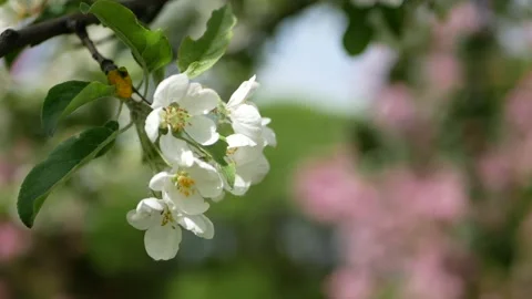 Blooming apple orchard in early spring. Video stock 201358023
