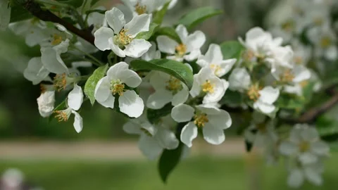 Blooming apple orchard in early spring. Video stock 201358031
