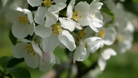 Blooming apple orchard in early spring. Stock Footage 201358390