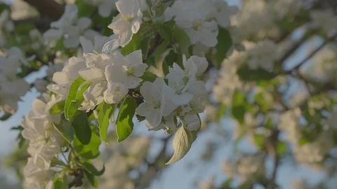 Blooming Apple orchard. Stock Footage 89467330