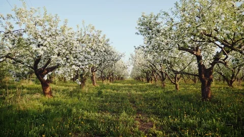 Blooming apple orchard Stock Footage 89796643