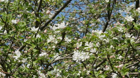 Blooming apple orchard Stock Footage 90091403