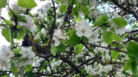 Blooming apple orchard Stock Footage 196292098