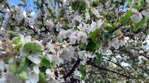 Blooming apple orchard Stock Footage 196292141