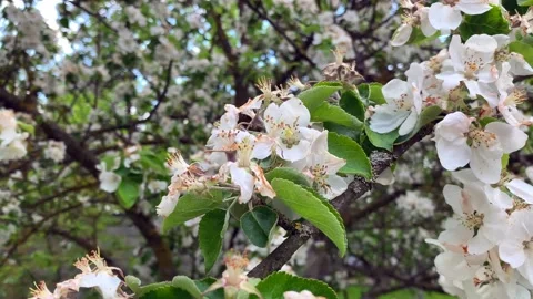 Blooming apple orchard Stock Footage 196292299