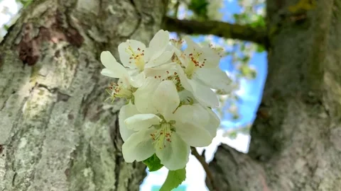 Blooming apple orchard Stock Footage 196292742