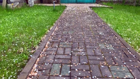 Blooming apple orchard Stock Footage 196299082