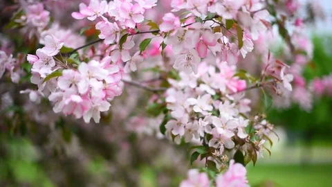 Blooming Apple orchard in spring Stock Footage 108121037