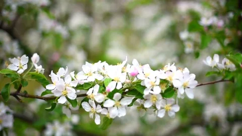 Blooming Apple orchard in spring Stock Footage 108121063