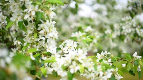 Blooming Apple orchard in spring Stock Footage 108121149