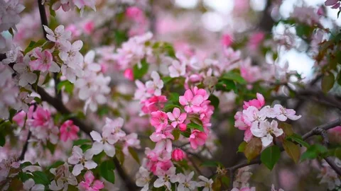 Blooming Apple orchard in spring Stock Footage 108121181