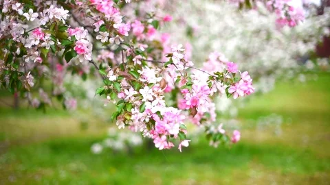Blooming Apple orchard in spring Stock Footage 108121223