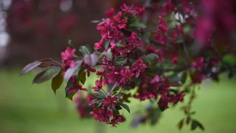 Blooming Apple orchard in spring Stock Footage 108121318
