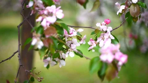 Blooming Apple orchard in spring Stock Footage 108121378