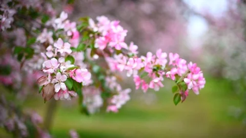 Blooming Apple orchard in spring Stock Footage 108121452