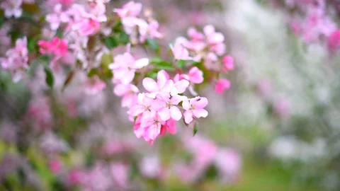 Blooming Apple orchard in spring Stock Footage 108121521