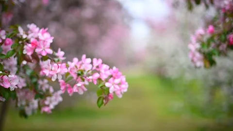 Blooming Apple orchard in spring Stock Footage 108121555