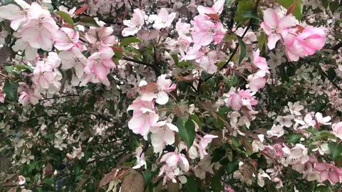 Blooming Apple orchard in spring Stock Footage 111878097