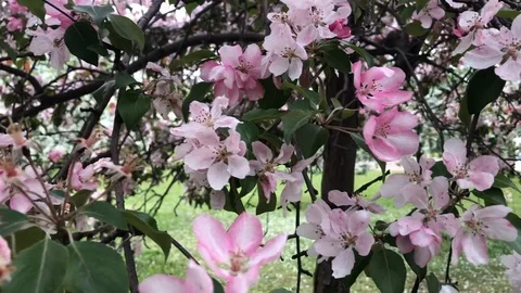 Blooming Apple orchard in spring Stock Footage 111878107