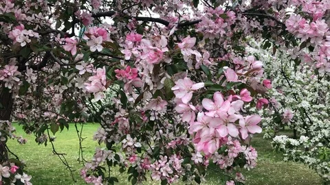 Blooming Apple orchard in spring Stock Footage 111878123