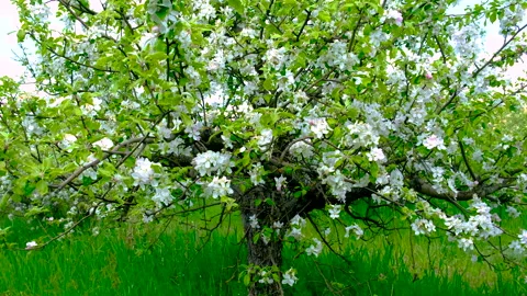 Blooming apple orchard in spring. Selective focus. Stock Footage 242147925