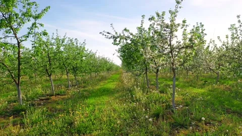 Blooming apple orchard in springtime Stock Footage 313334615