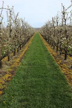 Blooming apple orchard in springtime Stock Photos