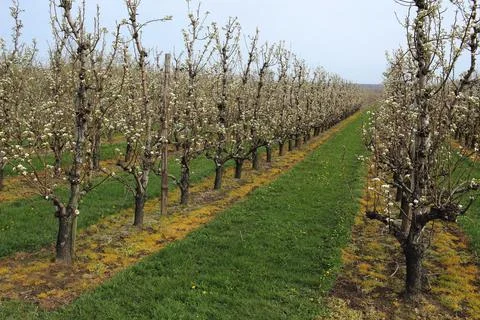 Blooming apple orchard in springtime Stock Photos