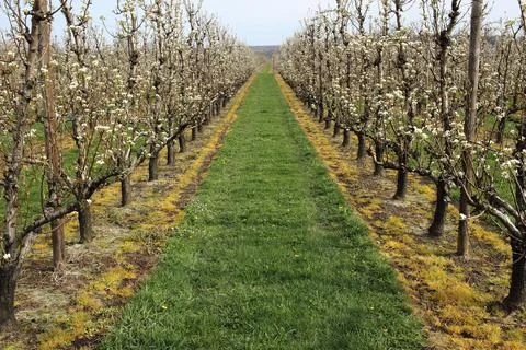Blooming apple orchard in springtime Stock Photos