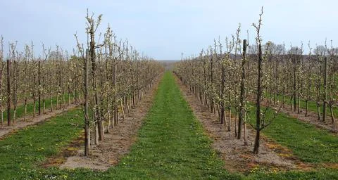 Blooming apple orchard in springtime Stock Photos