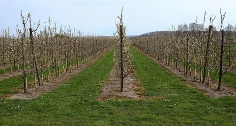 Blooming apple orchard in springtime Stock Photos