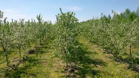 Blooming apple orchard in springtime rows of trees with white blossoms Stock Footage 310129485
