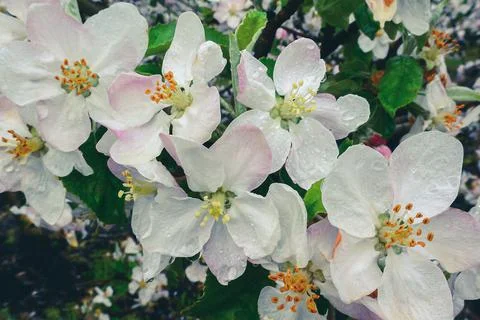 Blooming apple orchards Stock Photos