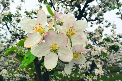Blooming apple orchards Stock Photos