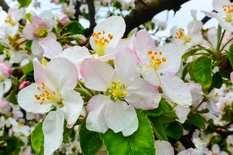 Blooming apple orchards Stock Photos