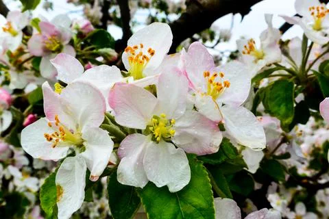 Blooming apple orchards Stock Photos