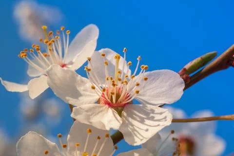 Blooming apple orchards Stock Photos
