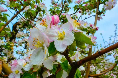 Blooming apple orchards Stock Photos
