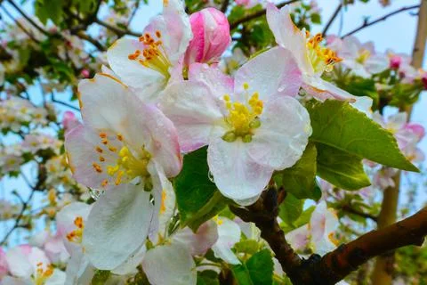 Blooming apple orchards Stock Photos