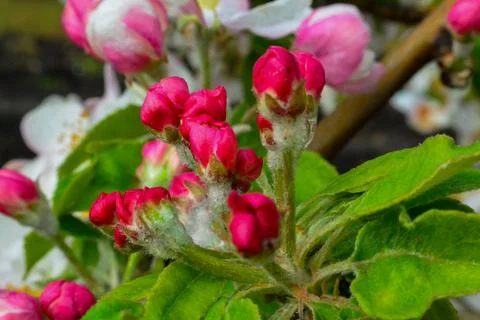 Blooming apple orchards Stock Photos