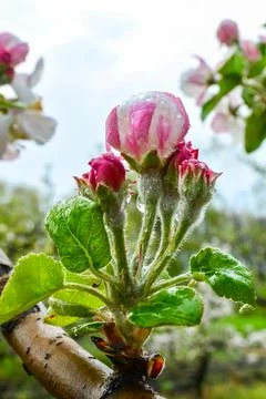 Blooming apple orchards Stock Photos