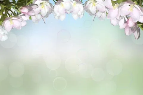 Blooming apple Stock Photos