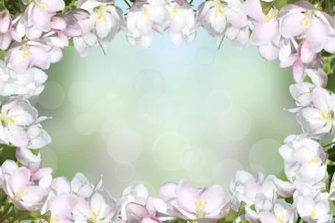 Blooming apple Stock Photos